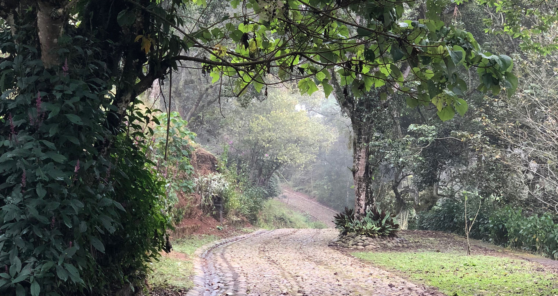 Bosque de Niebla Calzada Empedrada con Neblina